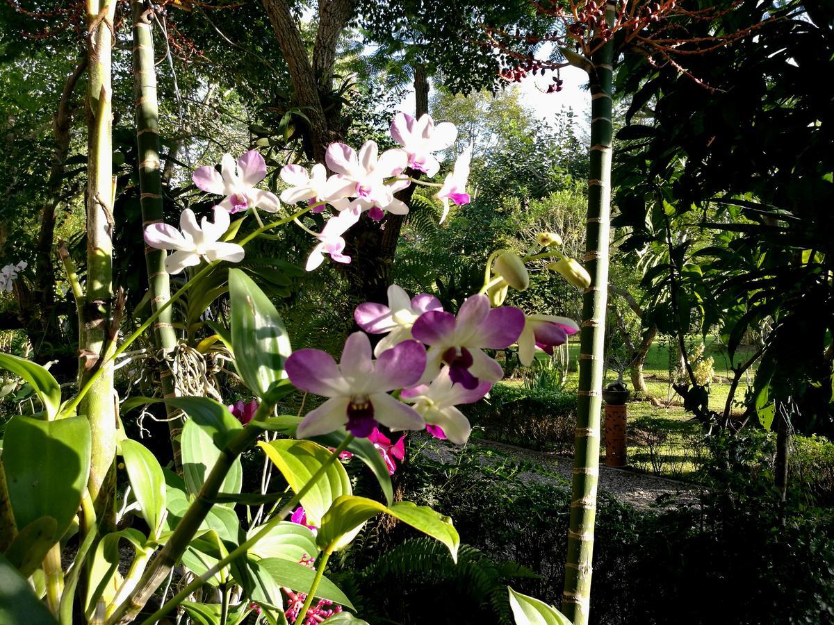 Villa Albizia, Chiang Mai Doi Saket Eksteriør billede